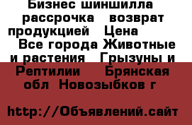 Бизнес шиншилла, рассрочка - возврат продукцией › Цена ­ 4 500 - Все города Животные и растения » Грызуны и Рептилии   . Брянская обл.,Новозыбков г.